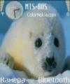 Тема Baby Seal