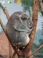 Тема Koala