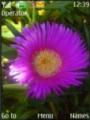 Тема Lilac Flower