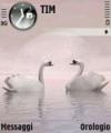 Тема Love Swan