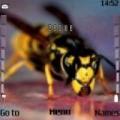 Тема Nice Wasp