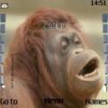 Тема Orangutang