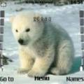 Тема Polar Bear Cub