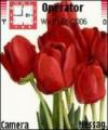 Тема Red Tulips Delight