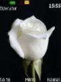 Тема White Rose