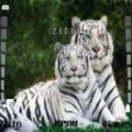 Тема White Tigers