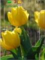 Тема Желтые тюльпаны