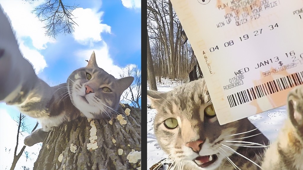 Тот самый кот, который умеет в селфи!